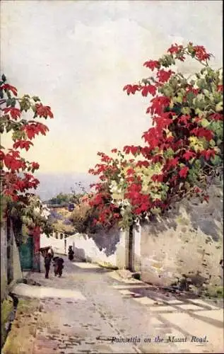 Ak Insel Madeira Portugal, Poinsettia on the Moint Road, Weihnachtsstern
