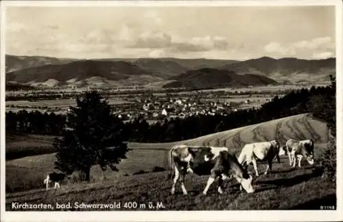 Ak Kirchzarten im Breisgau Schwarzwald, Panorama, Kühe