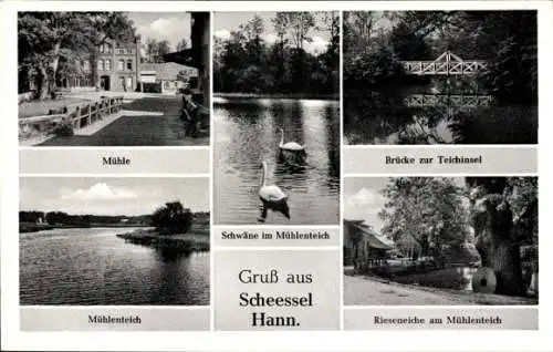 Ak Scheeßel in Niedersachsen, Schwäne, Mühlenteich, Mühle, Rieseneiche, Brück, Teichinsel
