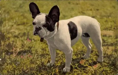 Ak Französische Bulldogge