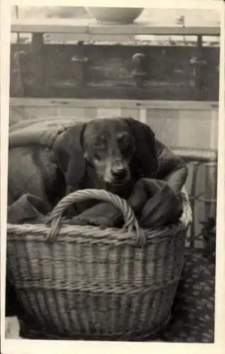 Foto Ak Dackel in einem Weidenkorb