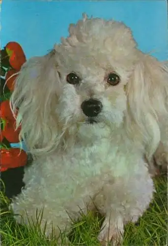 Quietsch Ak Weißer Pudel, Tierportrait