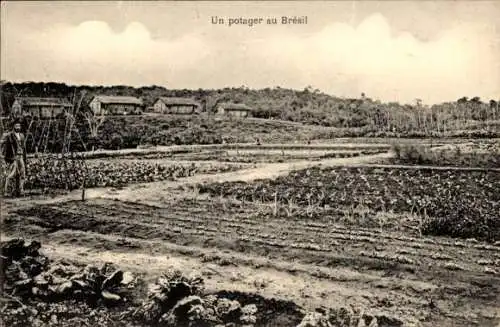 Ak Brasilien, Un potager au Brésil, Partie in einem Gemüsegarten, Kohlköpfe