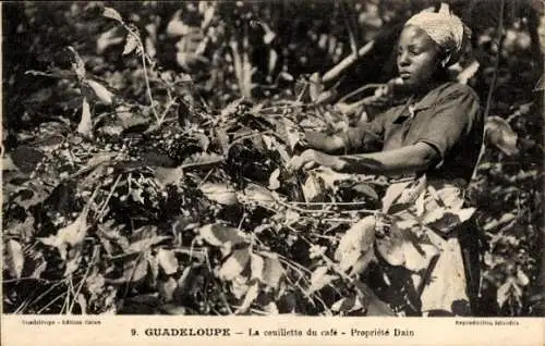 Ak Saint Claude Guadeloupe, La Cueillette du café, Propriété Dain, Kaffeeernte