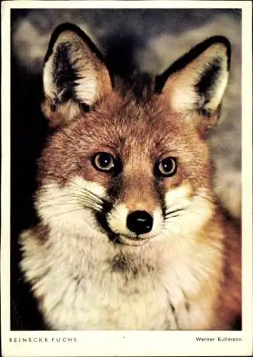 Ak Reinecke Fuchs, Tierportrait