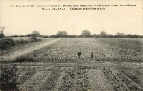 Ak Chateauneuf sur Cher, Vue d'un partie des Champs de Cultures, Maison Deveaux