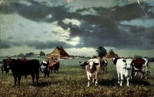 Ak Achterwehr in Holstein, auf heimatlicher Erde, Kuhherde