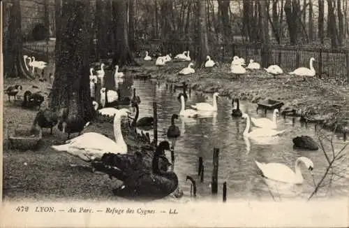 Ak Lyon Rhône, Au Parc, Refuge des Cygnes