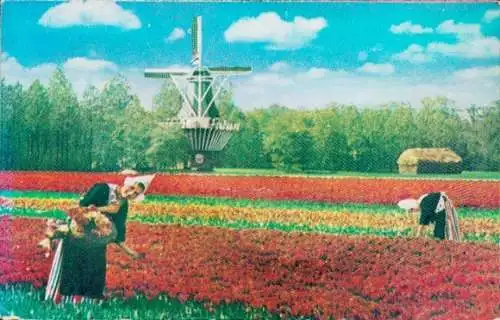 Quietsch Ak Blumenfeld, Windmühle, Frauen beim Pflücken