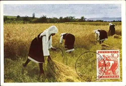 Ak Bulgarien, Frauen bei der Getreideernte, Sichel