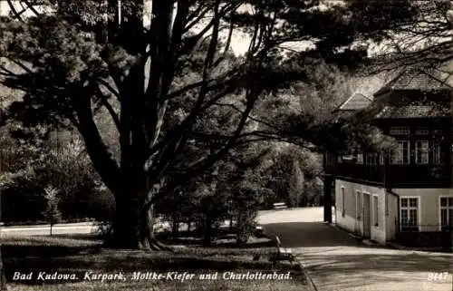 Ak Kudowa Zdrój Bad Kudowa Schlesien,Kurpark, Moltke-Kiefer, Charlottenbad