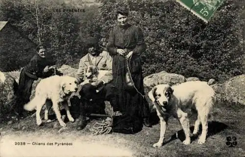 Ak Chiens des Pyrenees