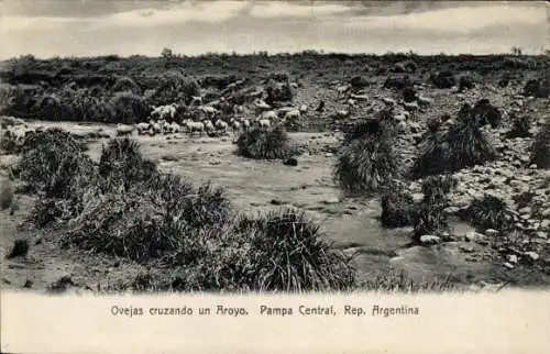 Ak Bahía Blanca Argentinien, Schafe überqueren einen Bach, Zentralpampa