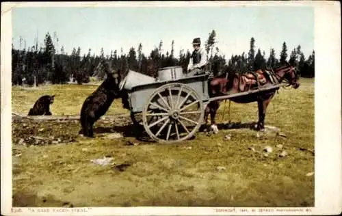 Ak Kalifornien USA, „A Bare Faced Steal“, Bär