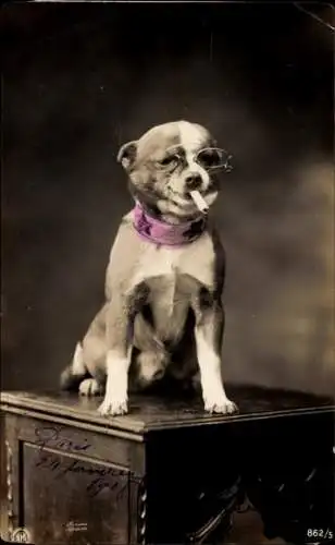 Ak Rauchender Hund, Zigarette, Brille