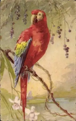 Künstler Ak Klein, Catharina, Papagei auf einem Ast, roter Ara