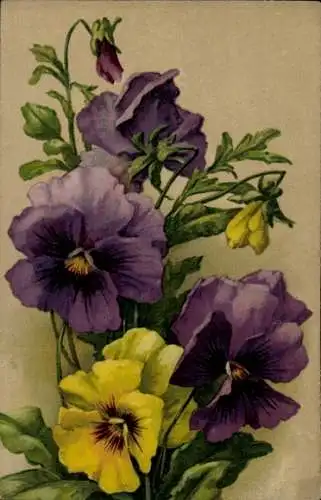 Künstler Ak Stiefmütterchen, Lila und gelbe Blüten