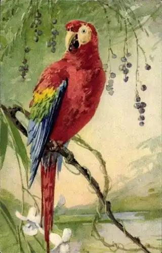 Künstler Ak Klein, Catharina, Papagei auf einem Ast, roter Ara