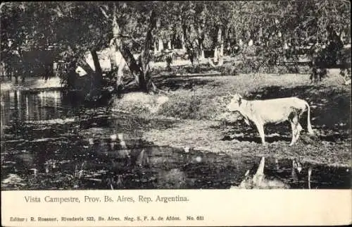 Ak Palermo Buenos Aires Argentinien, Vista Campestre, Kuh am Ufer