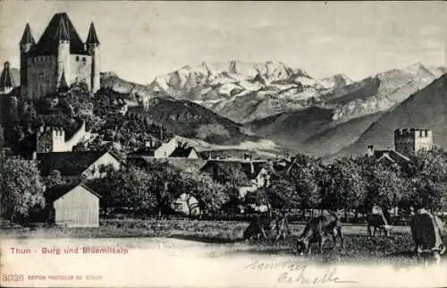 Ak Thun Kt. Bern, Blick auf Burg und Blüemlisalp, Kühe