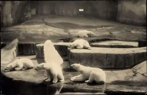 Ak Zoologischer Garten, Eisbären