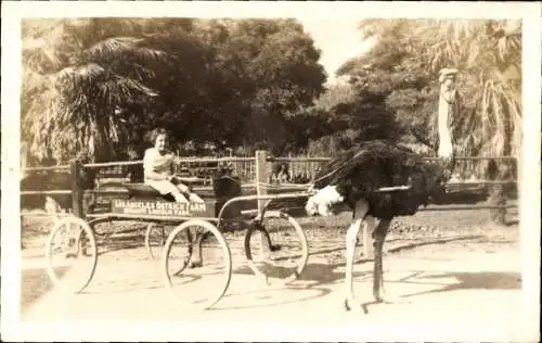 Foto Ak Los Angeles Kalifornien USA, Straußenfarm Lincoln Park, Mädchen auf einer Kutsche