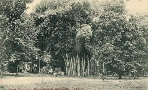 Ak Peradeniya Sri Lanka, Botanischer Garten