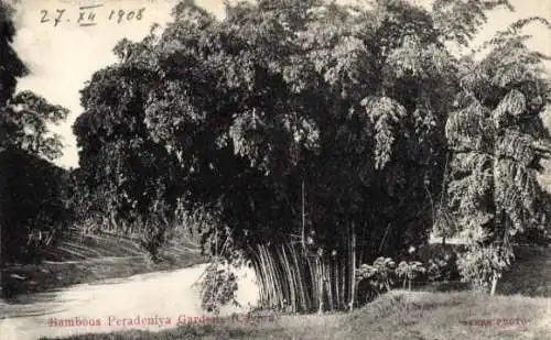 Ak Peradeniya Sri Lanka, Gärten, Bambus