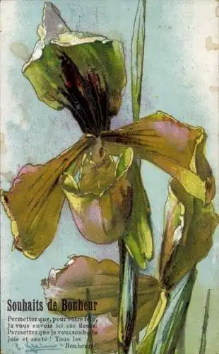 Künstler Ak Klein, Catharina, Orchidee, Blüte