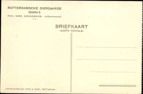 Ak Rotterdam Südholland Niederlande, Rotterdam Zoo, Zebras