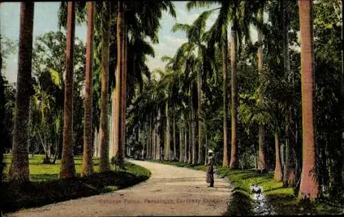 Ak Peradeniya Sri Lanka, Botanischer Garten, Kohlpalmen