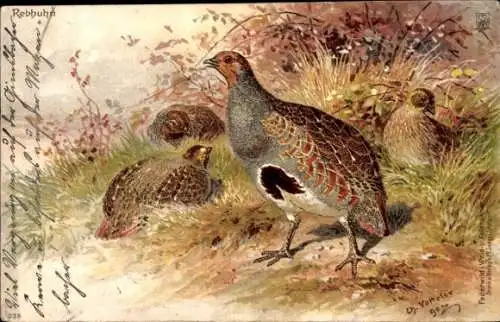 Künstler Litho Votteler, C., Rebhuhn, Vögel