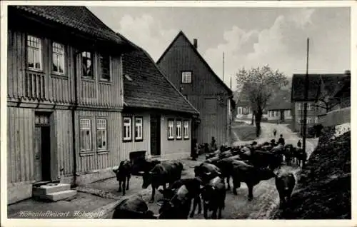 Ak Hohegeiß Braunlage, Blick in den Ort, Kuhherde