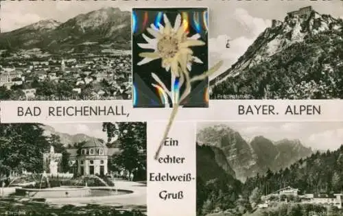 Material Ak Bad Reichenhall in Oberbayern, Echte Pflanze, Edelweiß, Kurpark, Schroffen, Hochstaufen