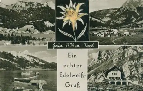 Material Ak Haldensee Grän in Tirol, Echte Pflanze, Edelweiß, Pfrontner Hütte