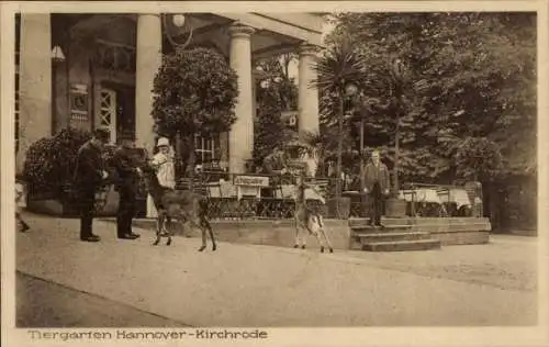 Ak Kirchrode Hannover in Niedersachsen, Tiergarten, Rotwild, Terrasse