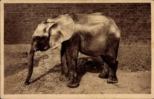 Ak Hannover, Zoologischer Garten, Elefantenkind, Wohltätigkeitskarte