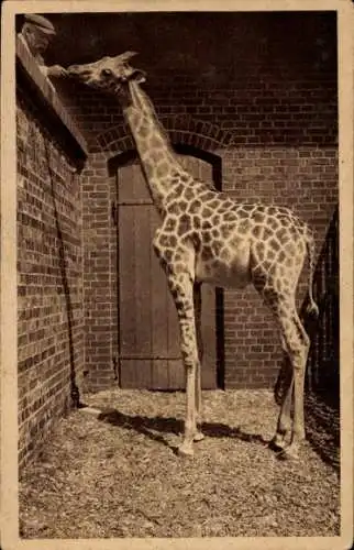 Ak Hannover in Niedersachsen, Zoologischer Garten, Giraffe