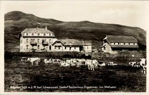 Ak Münstertal im Schwarzwald, Belchen, Gasthof Belchenhaus, Kuhherde