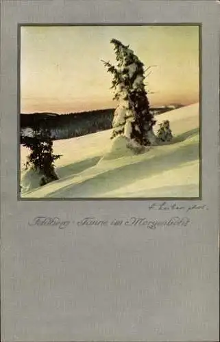 Ak Feldberg im Schwarzwald, Tanne, Morgenlicht
