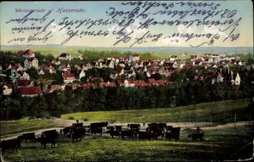 Ak Hasserode Wernigerode im Harz, Gesamtansicht, Kuhherde