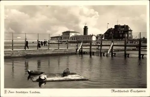 Ak Nordseebad Cuxhaven, Seehund-Behälter