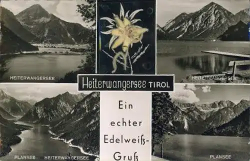 Material Ak Tirol, Echte Pflanze, Edelweiß, Heiterwangersee, Plansee