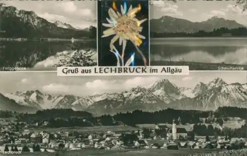 Material Ak Lechbruck am See Allgäu Schwaben, Echte Pflanze, Edelweiß, Forggensee