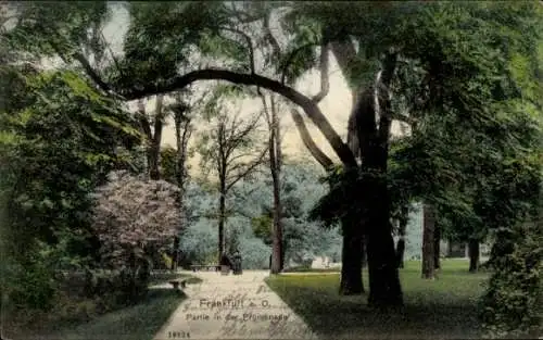 Ak Frankfurt an der Oder, Promenade, Teilansicht