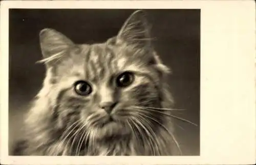 Ak Katze, Hauskatze, Schnurrbart, Tierportrait