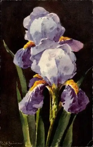Künstler Ak Klein, Catharina, Iris, Blüten