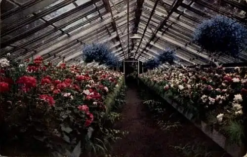 Ak Frankfurt am Main, Gewächshaus, Blumen
