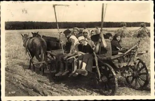 Ak Bauern auf einem Pferdekarren auf dem Feld
