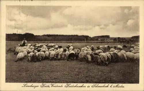 Ak Schmarbeck Faßberg Lüneburger Heide, Weidende Heidschnucken